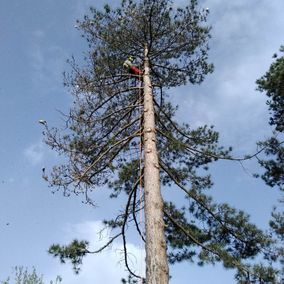 arbre taillé