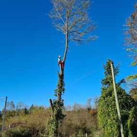 arbre dangereux