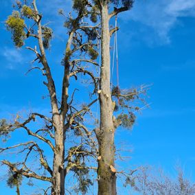 arbre pendant élagage