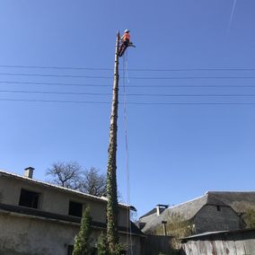 arbre élagé