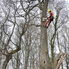 taille arbre1